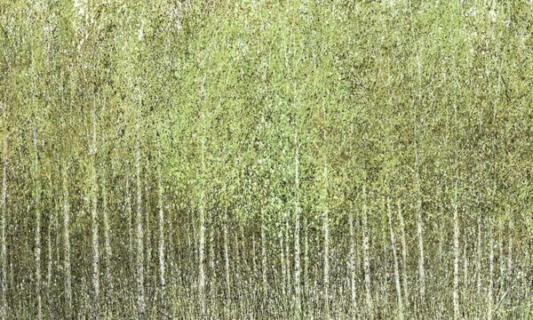 tapeta impresja las brzozy zielone z białymi pniami gęsty